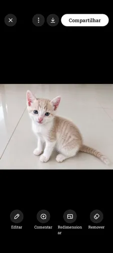Gatinho macho p adoção