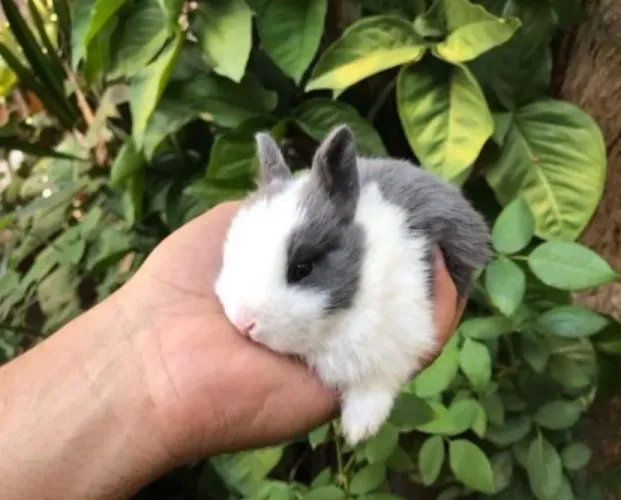 Mini coelho anao 