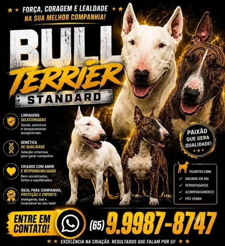 Bull terrier Standard