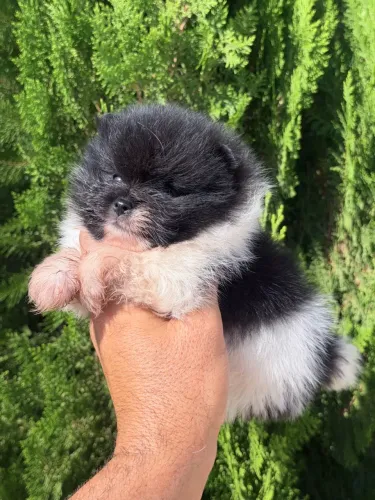 Lulu da Pomerânia