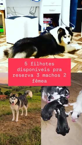 Disponível Husk siberiano