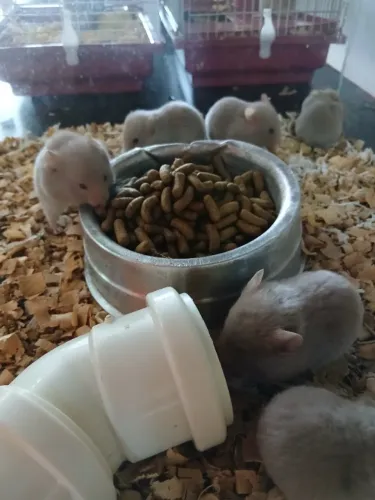 Hamster Sírios
