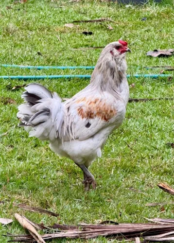 Galo
