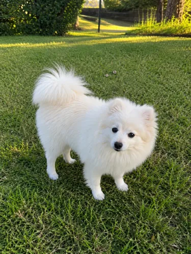 Lulu da Pomerania