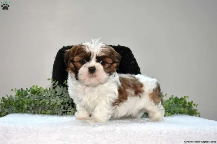 Shih Tzu fofíssimo - sucesso garantido