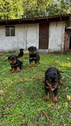 Filhotes de Rottweiler a venda