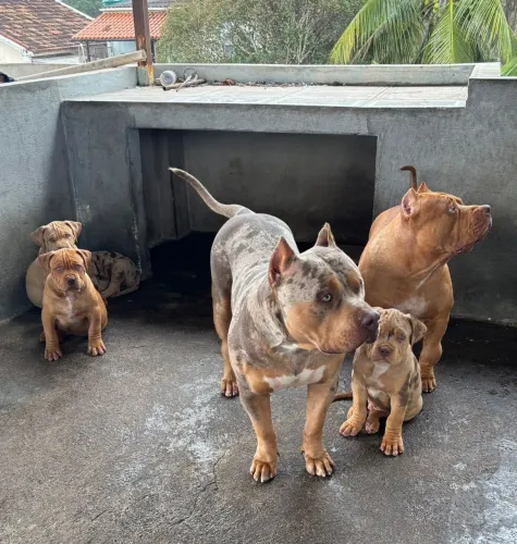 Vendo filhote de Pit Monster