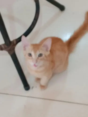 Gato