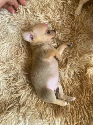 Chihuahuas fêmeas