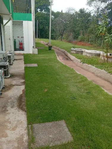 Gramas verdes bem adubadas tapetes e mudas!!