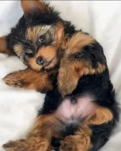 Filhote Yorkshire Terrier, Seus melhores momentos começarão ao lado de um filhotinho!