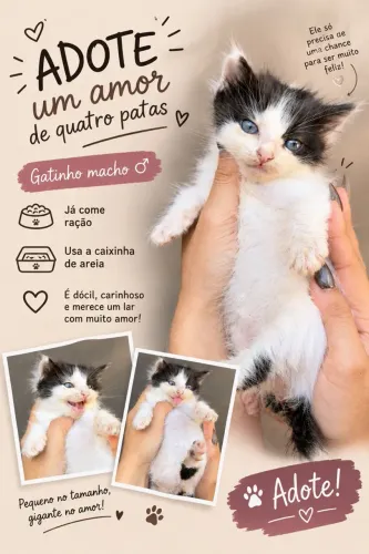 Gatinhos para adoção 