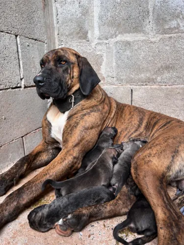 Vende-se filhotes de Fila brasileiro