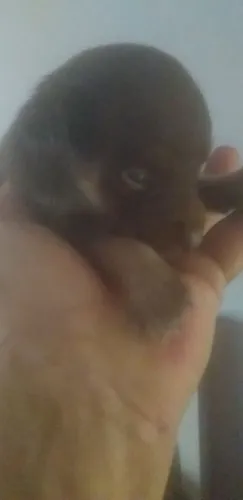 Tô vendendo por 150 da raça pinscher macho pitoquinho