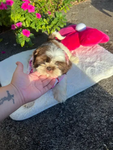 Filhotes shihtzu