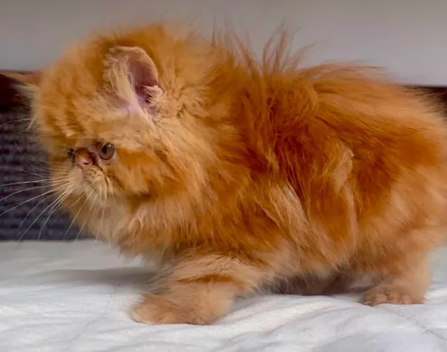 Top Show Persa Macho Filhote Red Tabby,Extremadissimo, Pelos Longos C/62 Dias Super lindo.