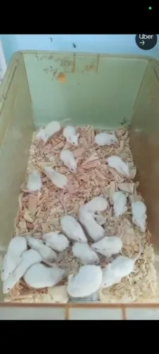 Rato Camundongo