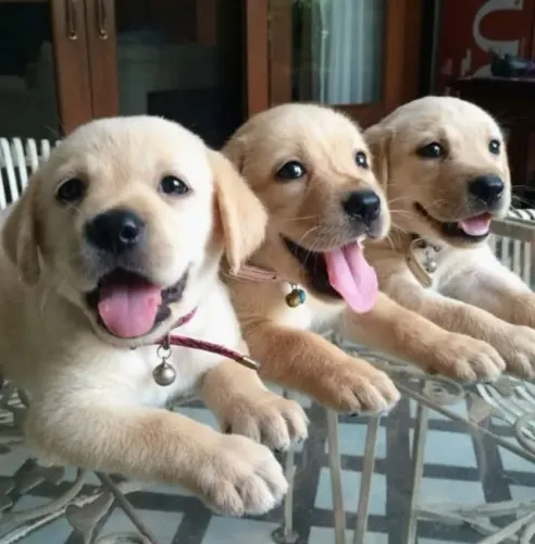 Labrador Histórias contadas com rabinhos