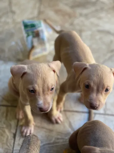 Filhotes de pit bull