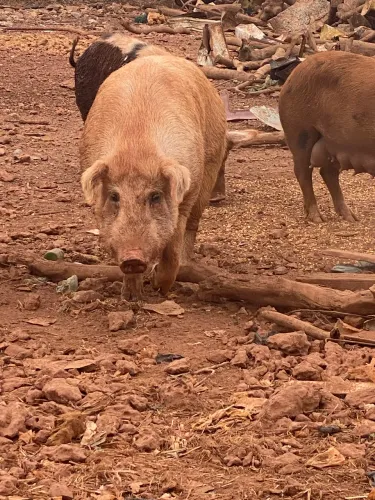 Porcos caipira