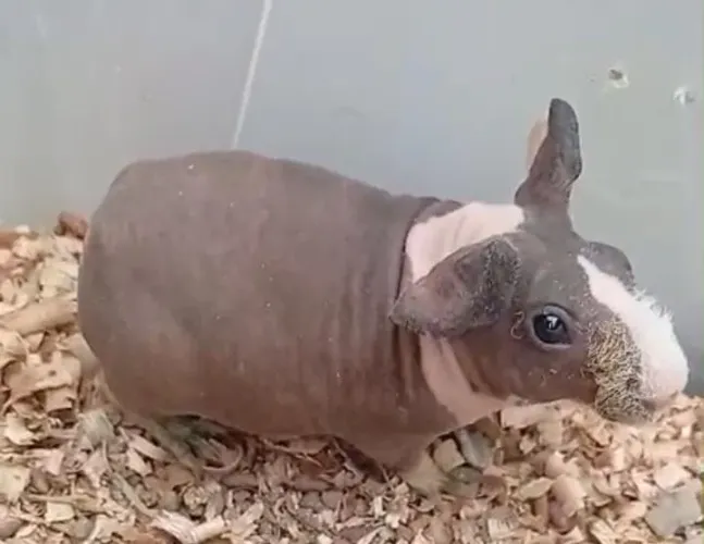 Porquinho da índia skynni 