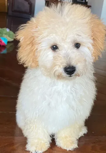 Poodle