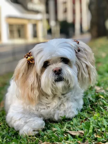Cachorro lindo lhasa