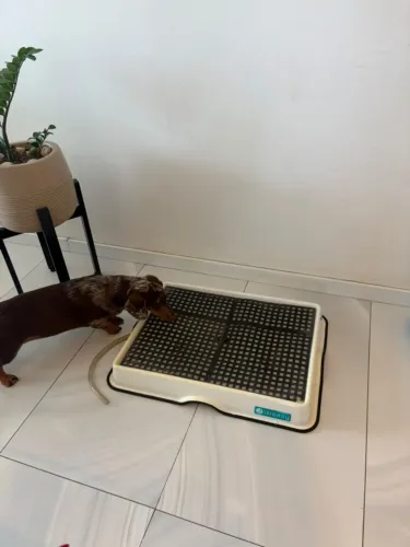Banheiro Inteligente pra Pet / Cachorro - Weasy