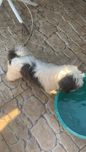 Macho Shitzu 