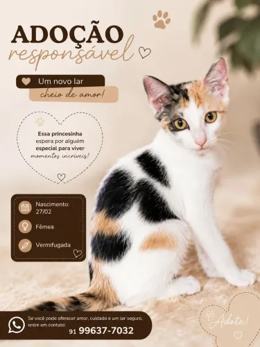 Gatinha para adoção