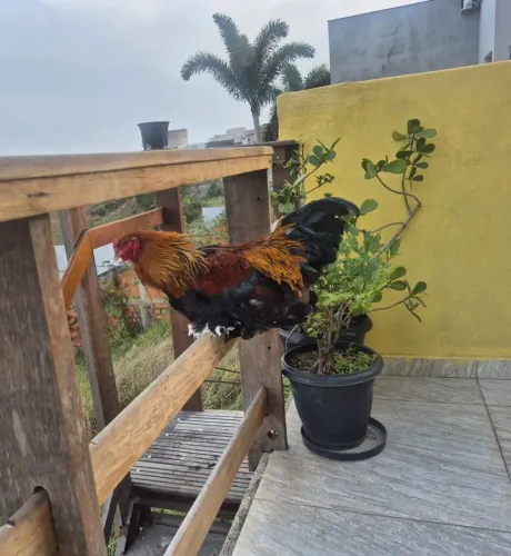 Galo Brahma Perdiz 