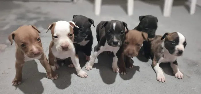 Filhotes de cachorro Pittbull 