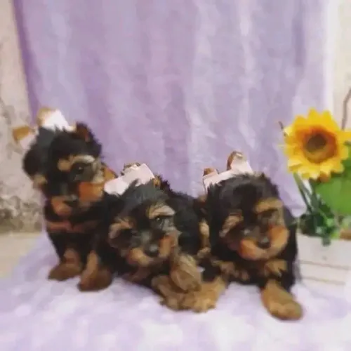 Yorkshire Mini Canil em Bh 26 anos 