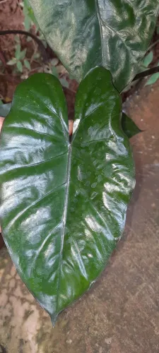 Alocasia plumbea uma muda