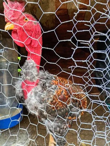 Vendo galo suro de pescoço pelado 80 reais