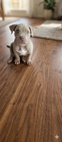 American Bully 