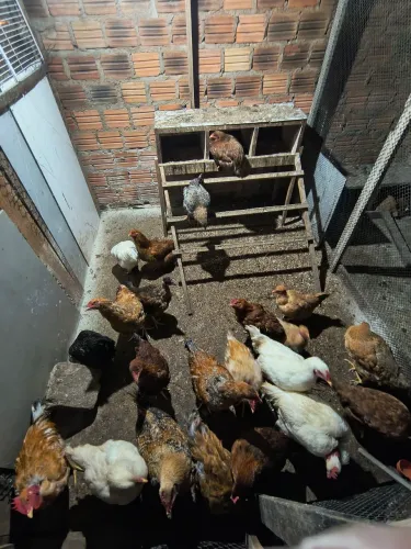 Lote de galinhas