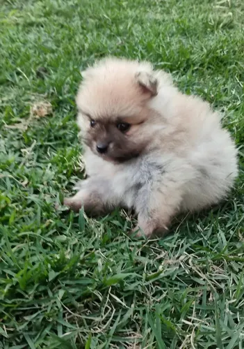 Lulu da pomerania FEMEA