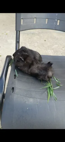 Porquinho da índia 