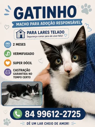 Gato para adoção 
