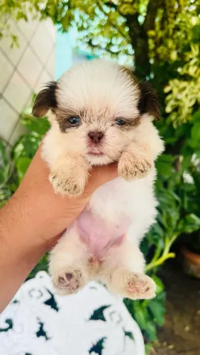 Filhote Shih Tzu