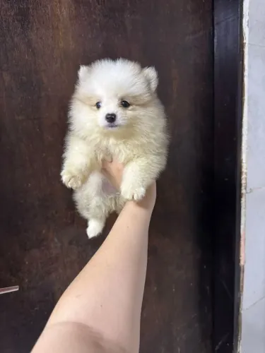 Spitz alemão