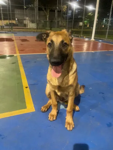Passeador de Cães (Dog Walker) e Hospedagem no Brooklin