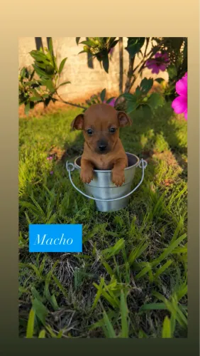  600 ,00 Pincher machos  pai zero mãe um 