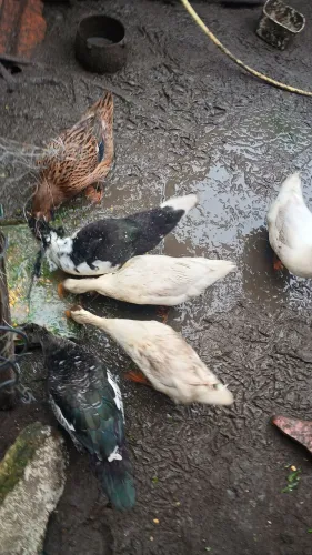 Marrecos fêmea