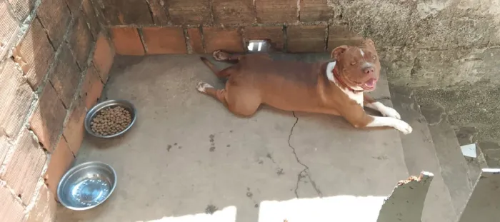 Pitbull para Doação ( 11 meses)