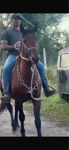 Vendo cavalo com cherrete