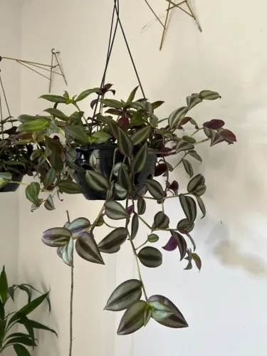 Planta - Lambari roxo na cesta