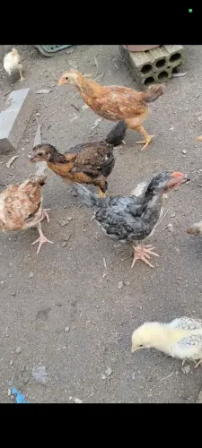 FRANGUINHAS