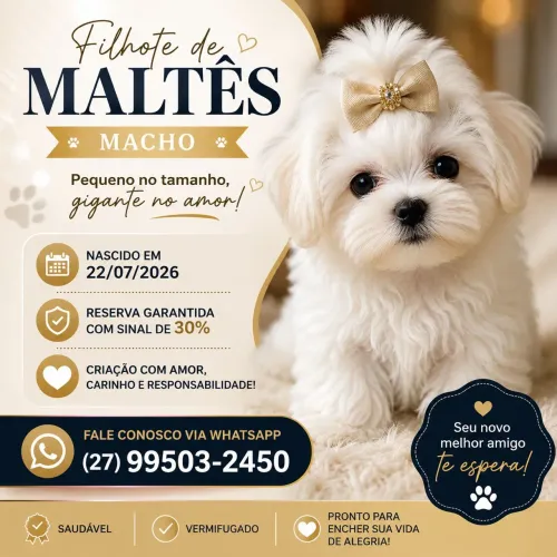 Filhote de maltês mini (macho)